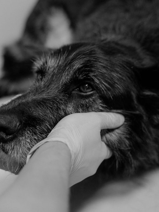 Un cane accarezzato durante una visita veterinaria