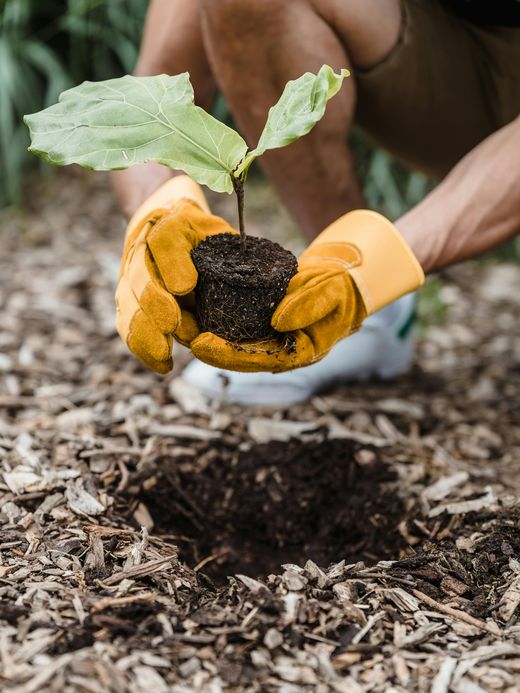 Mani con guanti da lavoro che piantano un alberello